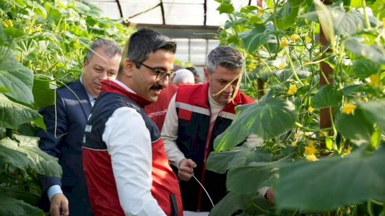 Aydıncık'ta Salatalık Sezonu Açıldı: İlk Hasat Protokolün Katılımıyla Gerçekleşti